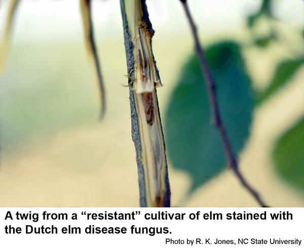The Dutch elm disease fungus